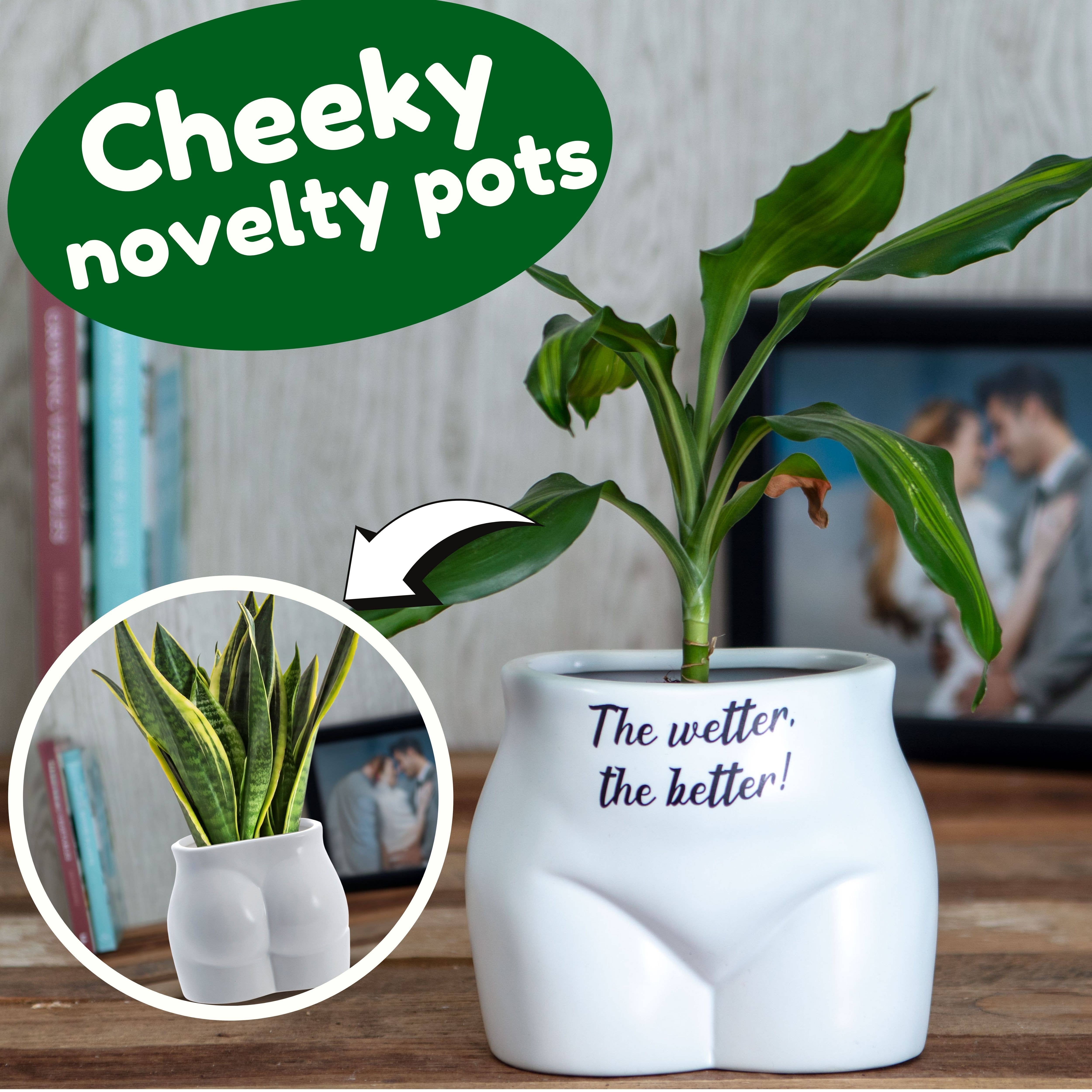 Boxer Gifts - Wholesale Plant pot - The Wetter The Better Put Some Plants On - Novelty Planter1