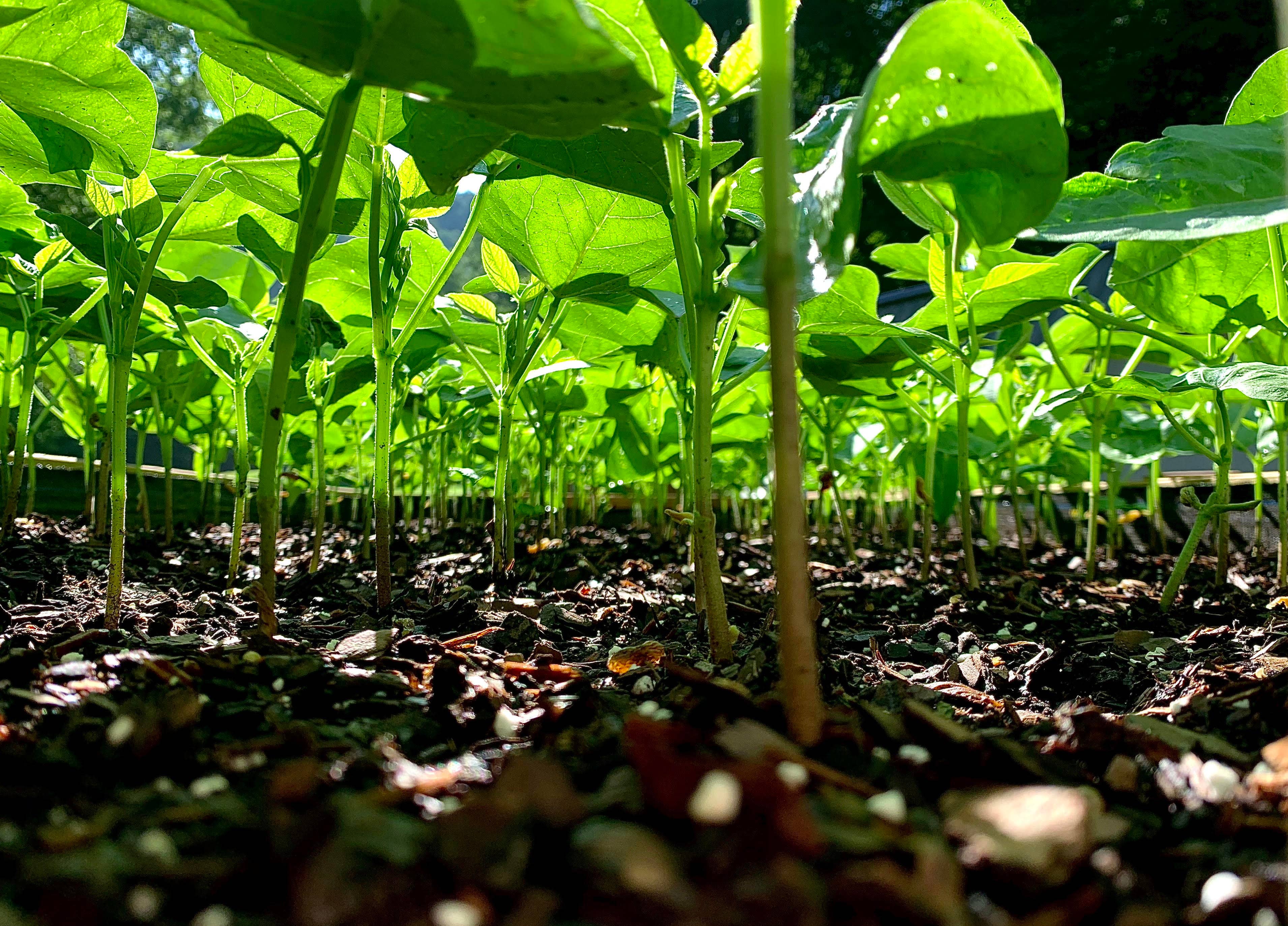 Seeding Square - Wholesale Garden Tool - SEEDING SQUARE Garden Spacing Template for Maximum Yield13