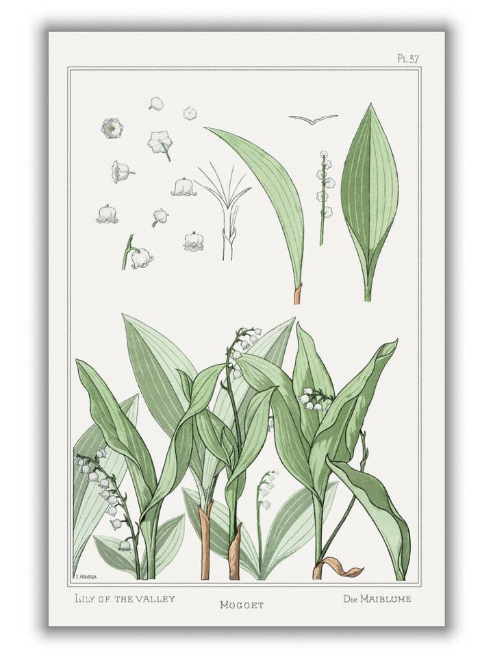 Muguet (lily of the valley) III by Maurice Pillard Verneuil for wholesale by Stanley Print House