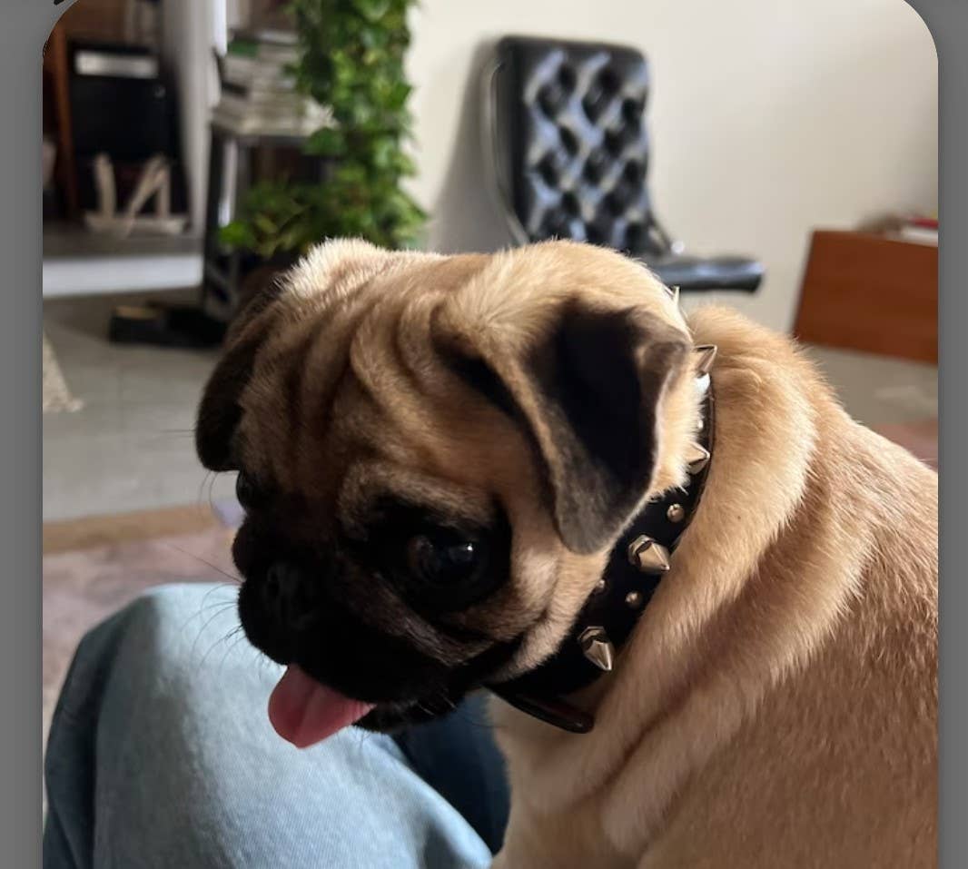 Axesoria West - Wholesale Pet Collar - Dog - Genuine Distressed Leather Dog Collar with stud and Spike5