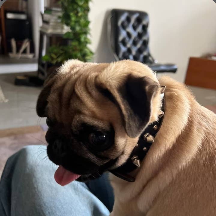 Axesoria West - Wholesale Pet Collar - Dog - Genuine Distressed Leather Dog Collar with stud and Spike5