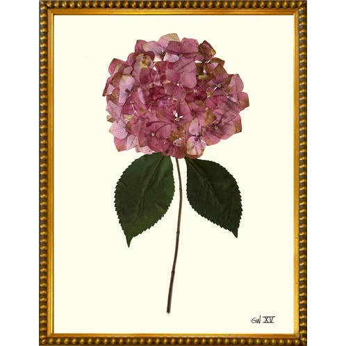 Homegrown Art Co - Wholesale Art Print - Garden Rose Pressed Hydrangea XV - Framed Botanical Art Print