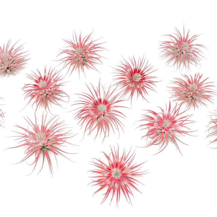 Air Plant Shop - Wholesale Live Plant - Color Enhanced Peppermint Swirl Tectorum Air Plants2