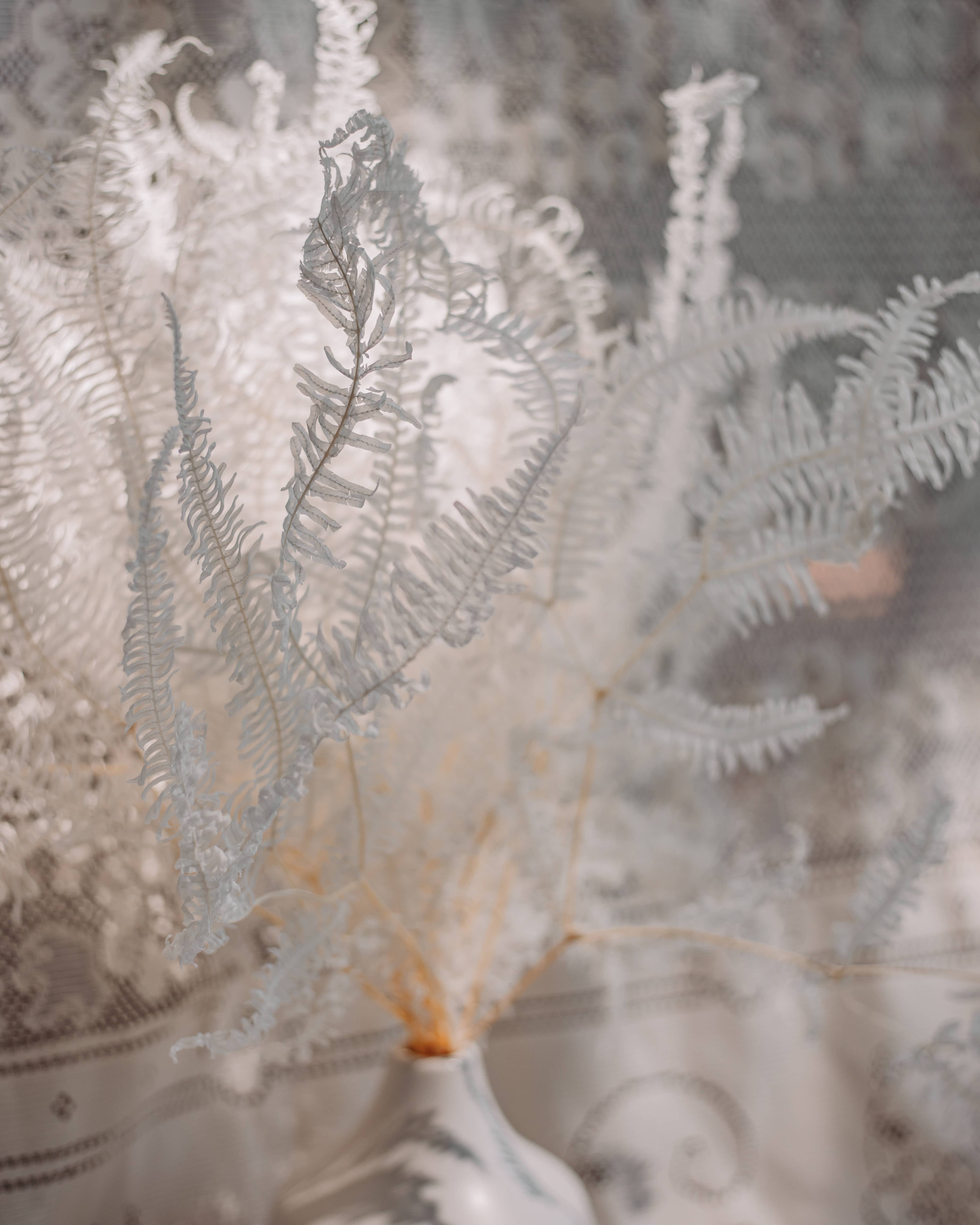 You Floral - Wholesale Dried/Pressed Flowers - White Preserved Fern - 15 stems1