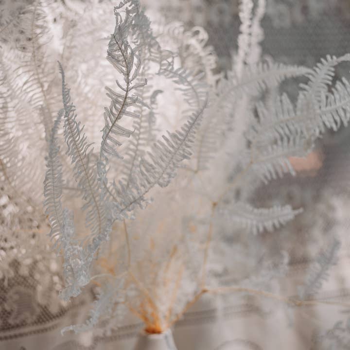 You Floral - Wholesale Dried/pressed flowers - White Preserved Fern - 15 stems1