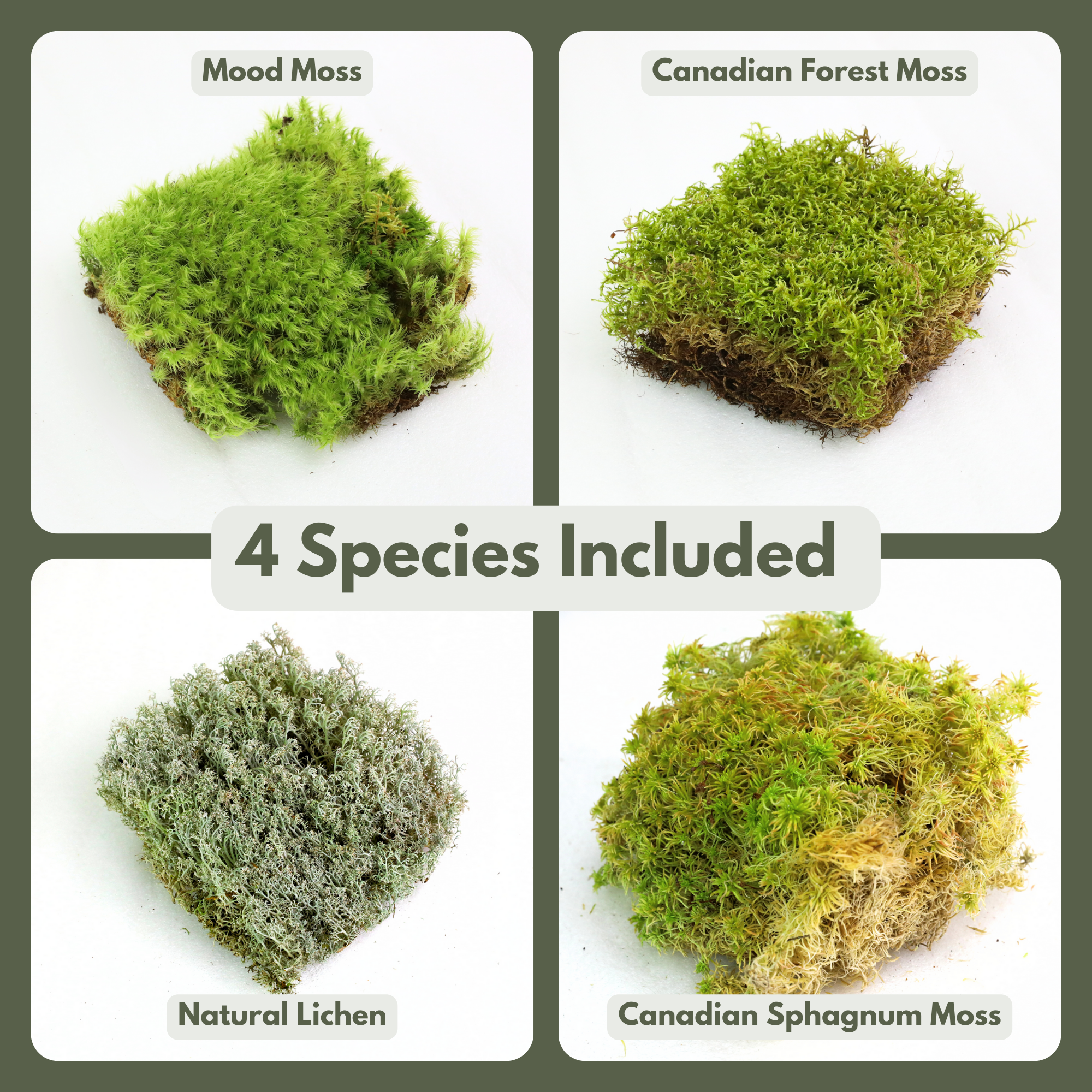 Mossify - Wholesale Live Plant - Revita-Moss Mixed Pack – 4 Species of live / dormant moss5