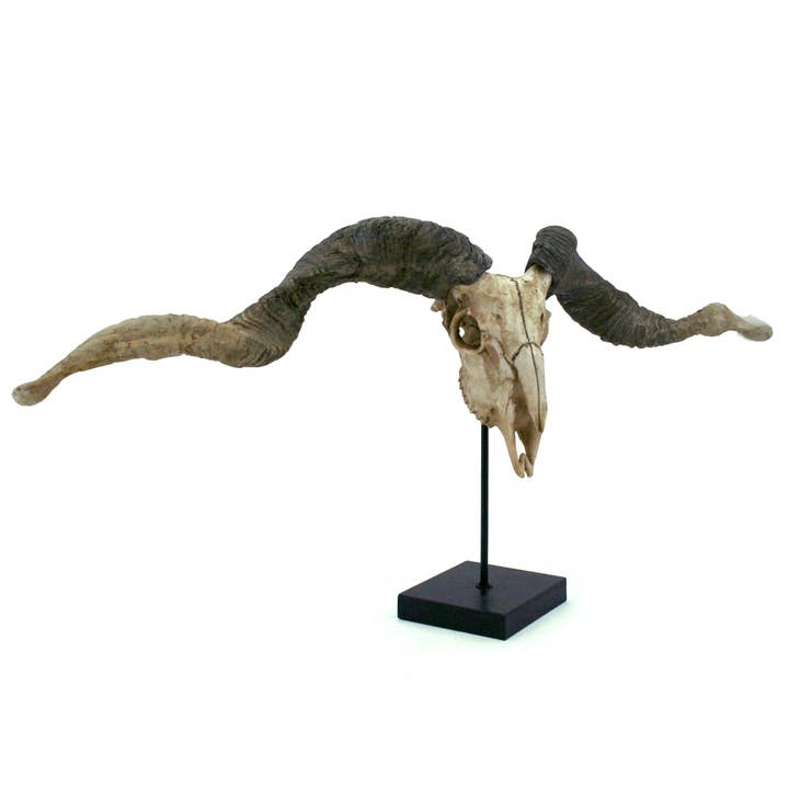 Modern World by Contrast Inc. - Vente Figurine décorative - Trophée de crâne de mouton Racka