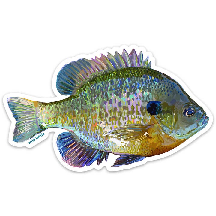 Bluegill Sticker for wholesale by Wild Lettie