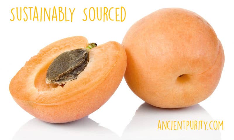 Ancient Purity – wholesale Loose tea – Apricot Kernels - 250g | Hunza Pakistan | Bitter4
