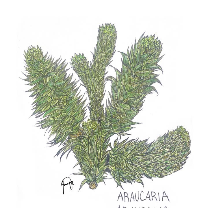 Araucaria Araucana for wholesale by Jordan Pugh Art