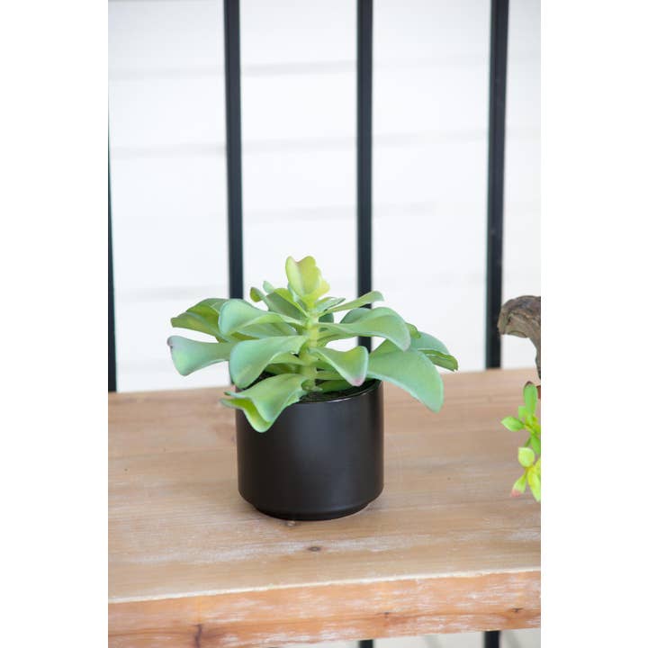 A&B Home Group Inc. – wholesale Artificial plant – Potted Succulent5