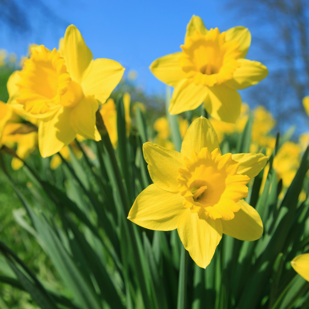 Thorsen's Greenhouse - Wholesale Live Plant - Daffodil Bulbs - Trumpet Dutch Master - Perennials - Value0