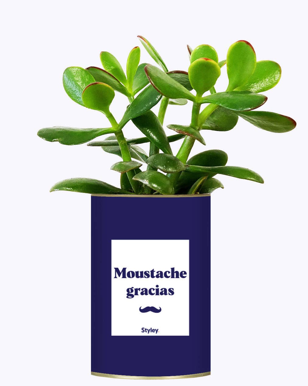 Styley - Wholesale Live Plant - Moustache Gracias - Cactus1
