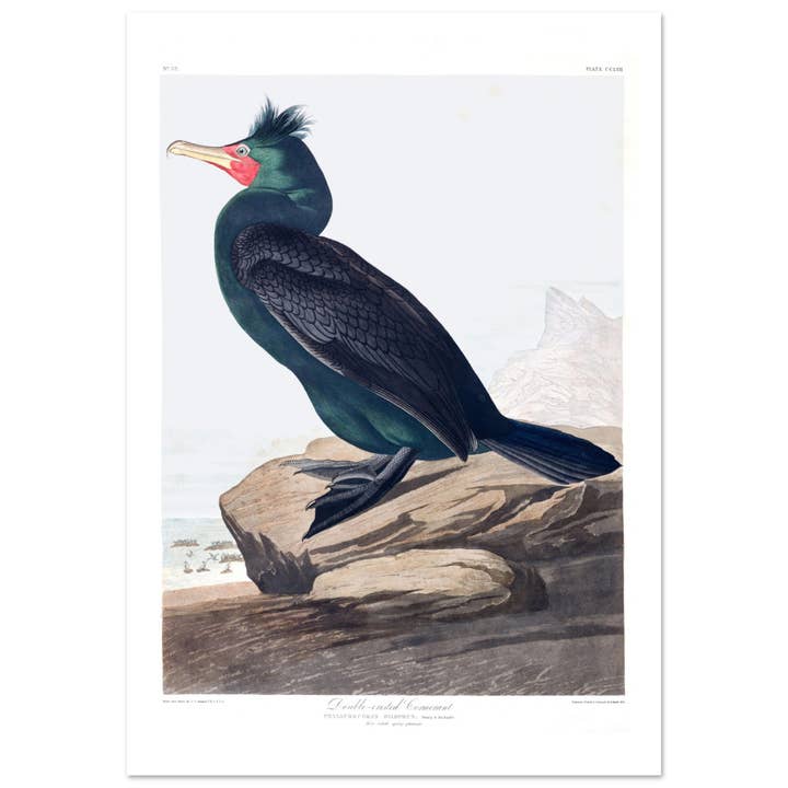Double crested Cormorant for wholesale by Maison de Paloma