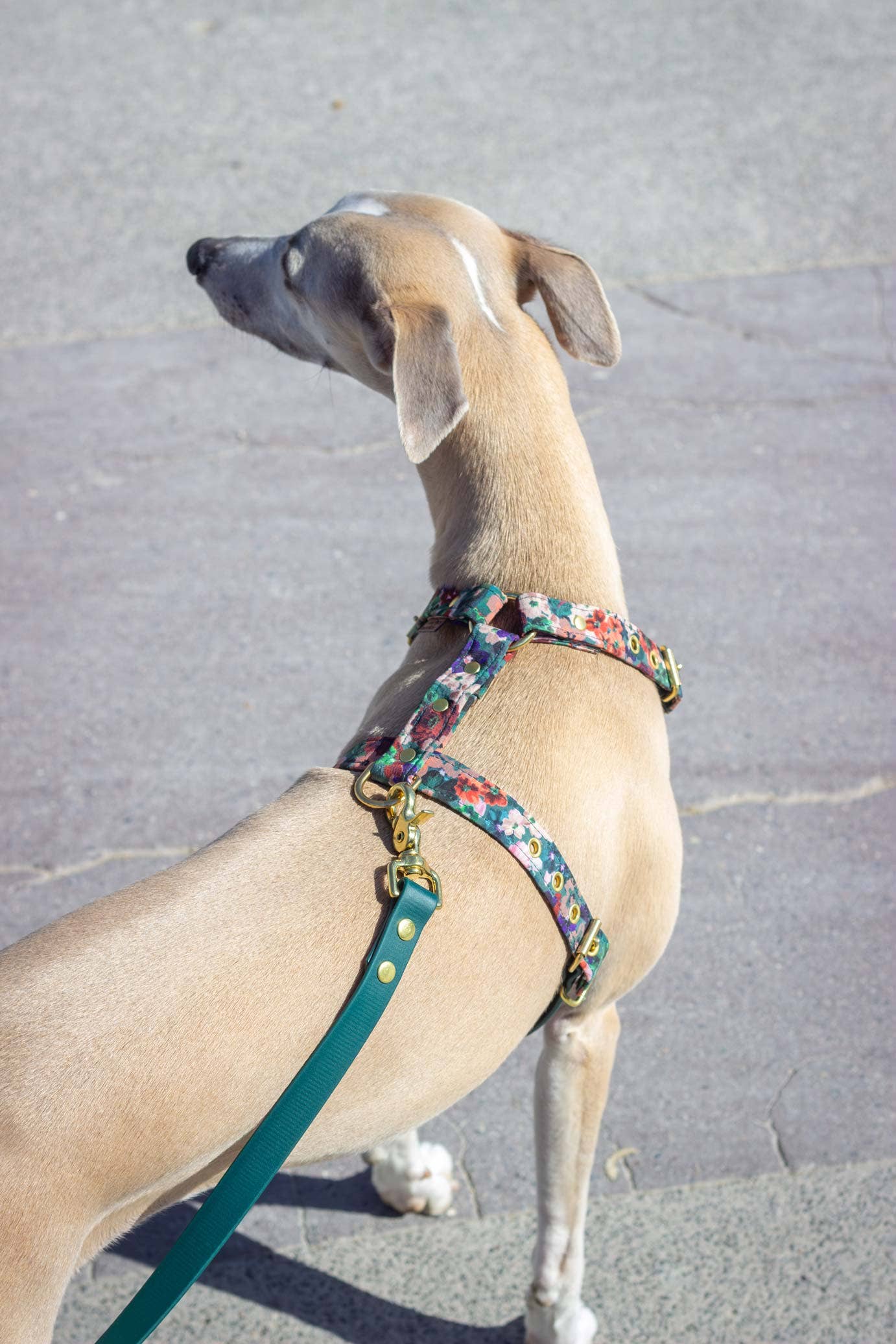 Atelier Markiz - Wholesale Pet Harness - Dog - Scarlett Harness5