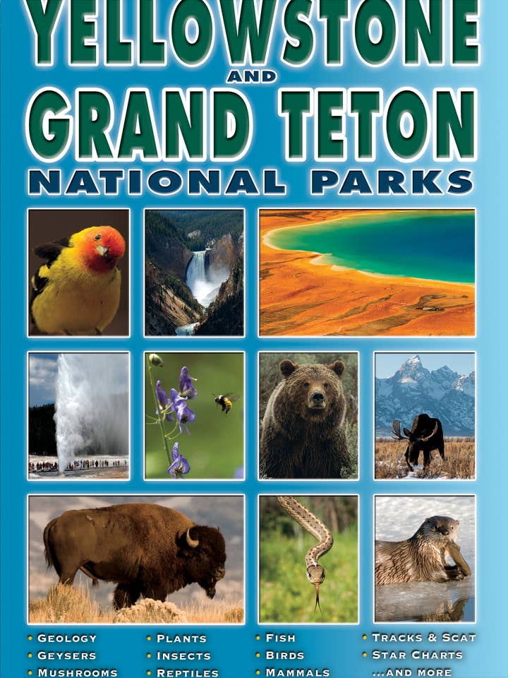 The Field Guide to Yellowstone and Grand Teton National Park for wholesale by Farcountry Press