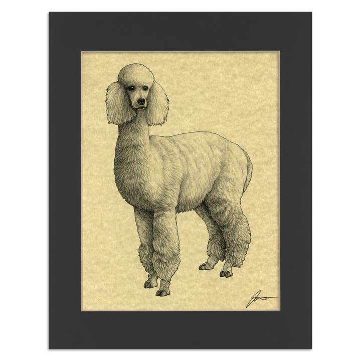 Alpacapoodle 11x14" Parchment Print for wholesale by Whatif Creations