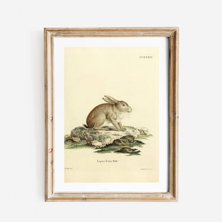 German Hare Antique Art Print for wholesale by Sea to Skye
