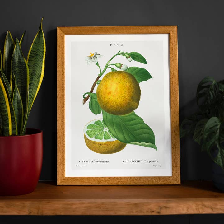 Grapefruit Vintage Black Antique Print for wholesale by Ink & Drop