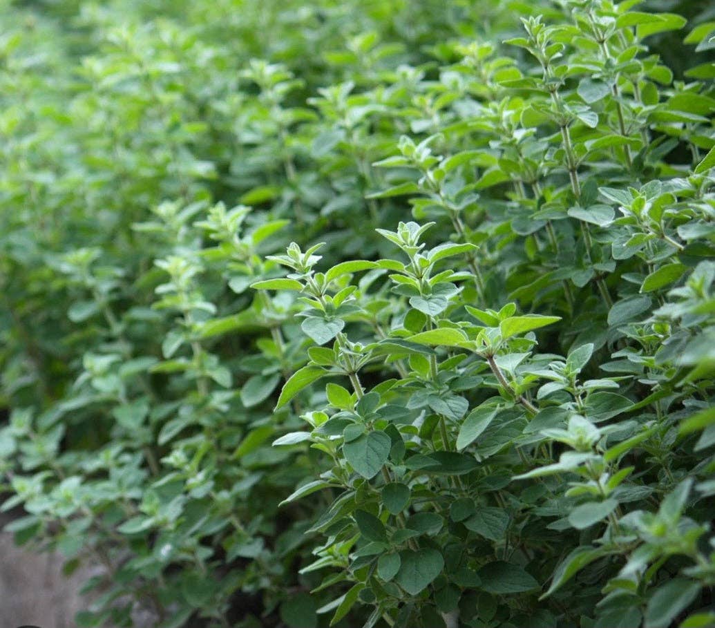 House Of Soil & Soul - Wholesale Oral Supplement/Vitamin - Oil Of Oregano1