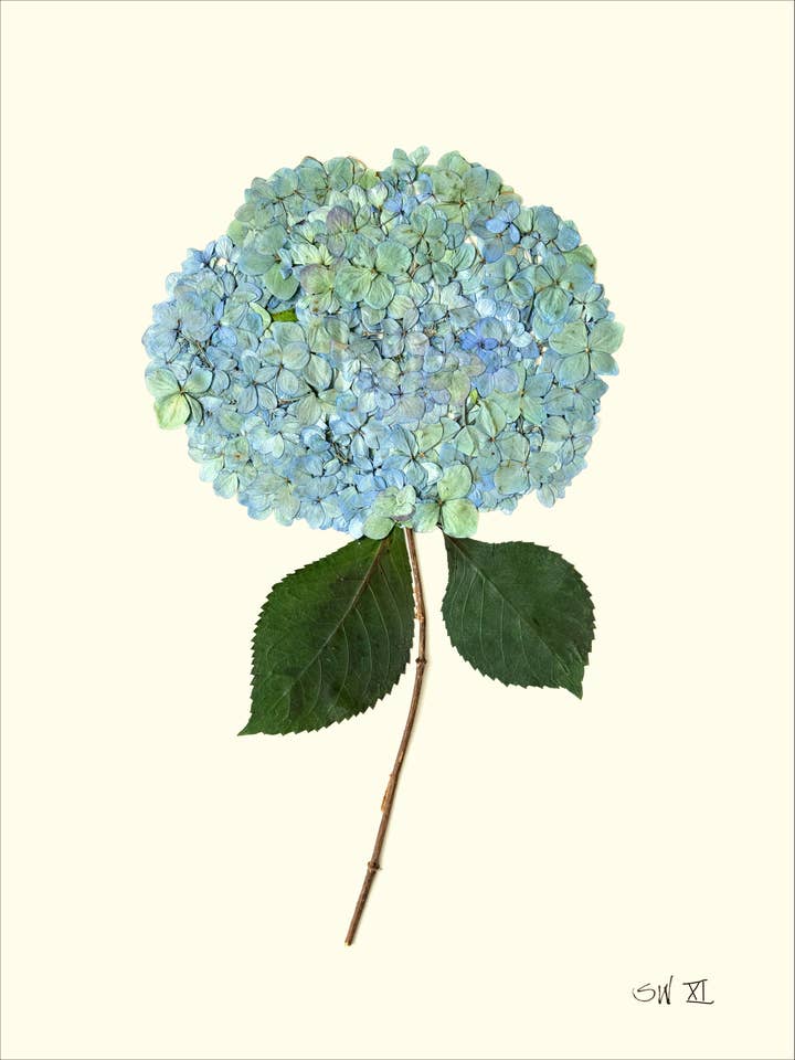 Mosaïque Bleue Hortensia Pressé XI - Impression Artistique Botanique Encadrée pour la vente par Homegrown Art Co