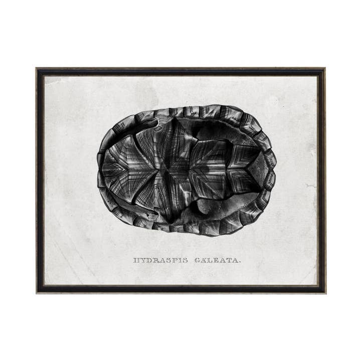 Turtle Shell C noir et blanc pour la vente par Antique Curiosities Inc