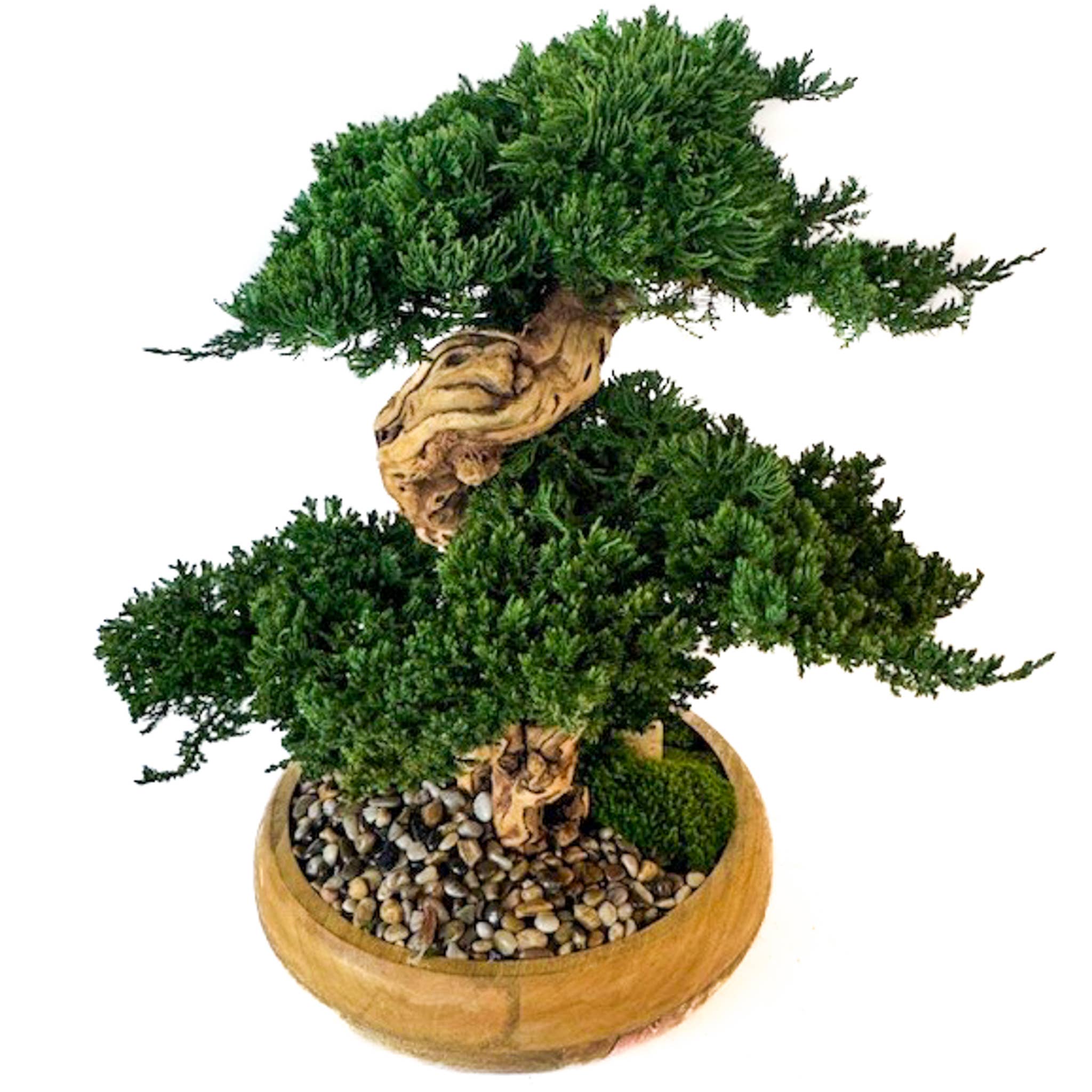 Forever Green Art - Wholesale Artificial Plant - Preserved Triple Bonsai Tree in 13" Mango Wood Bowl6