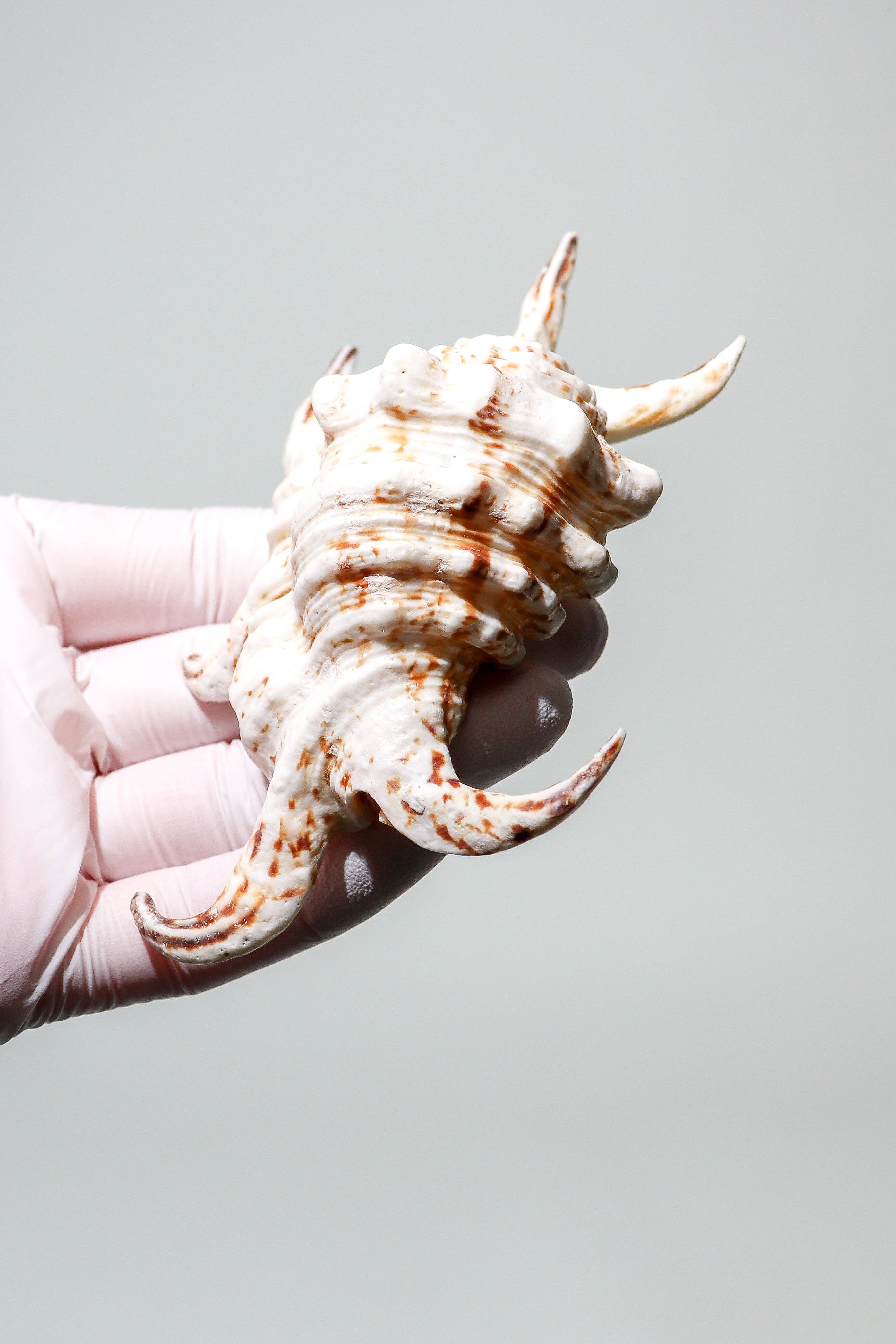 Stemcell Science Shop - Wholesale Decorative Tabletop Object - Arthritic Spider Conch2