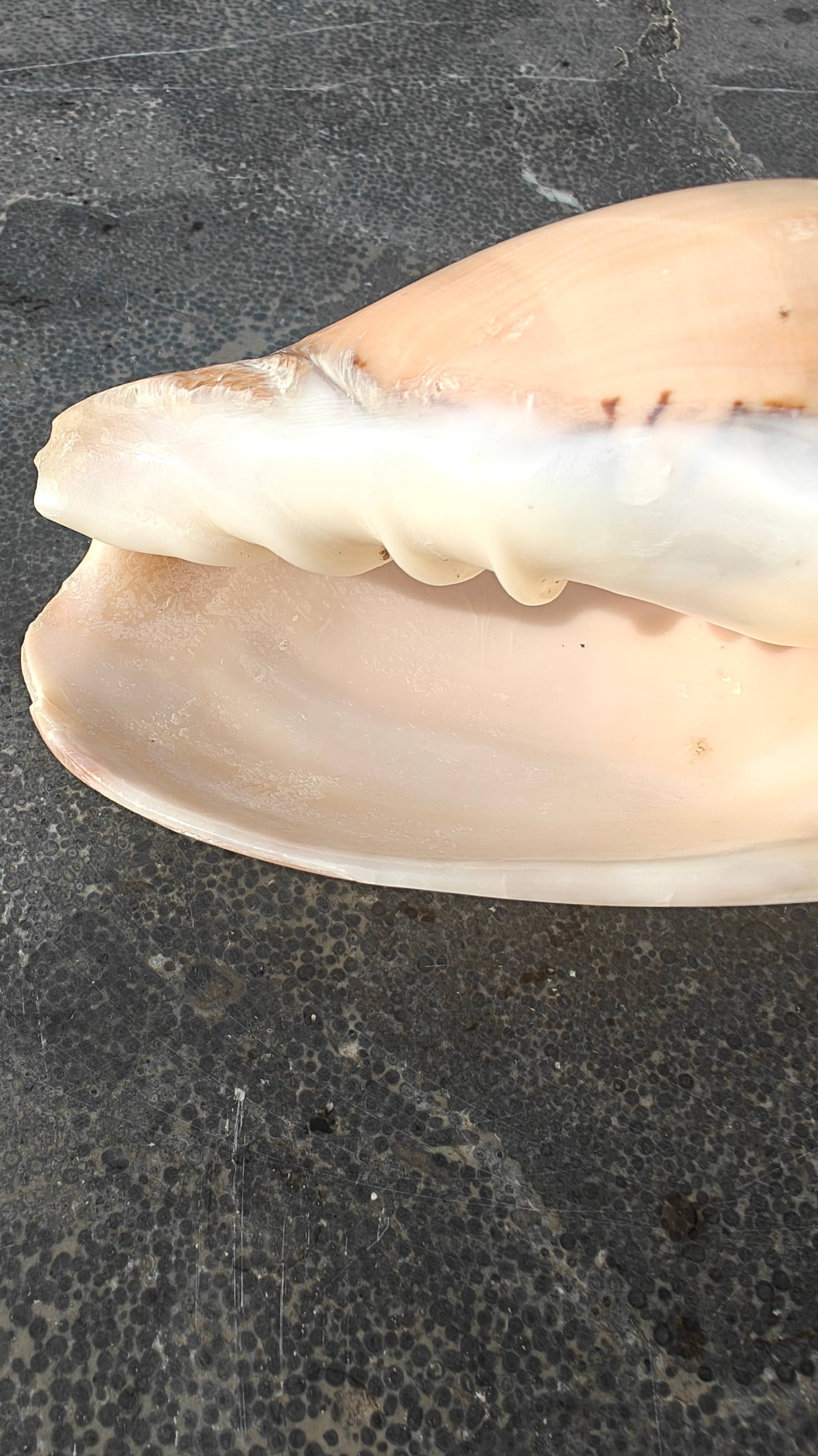 Product Import Holland - Wholesale Decorative Tabletop Object - Nature shell Pinang Ukir - unique - Ibiza - coast - beach2