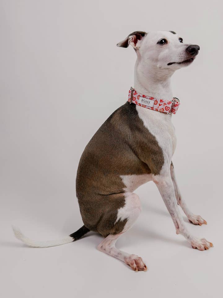 Boston's World - Martingale Dog Collar for wholesale by Bossy by Boston