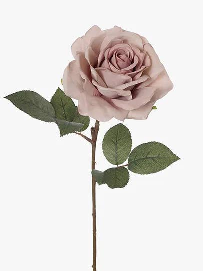 Rosa rosa a stelo singolo per la vendita all'ingrosso da parte di JKF & Co Pty Ltd