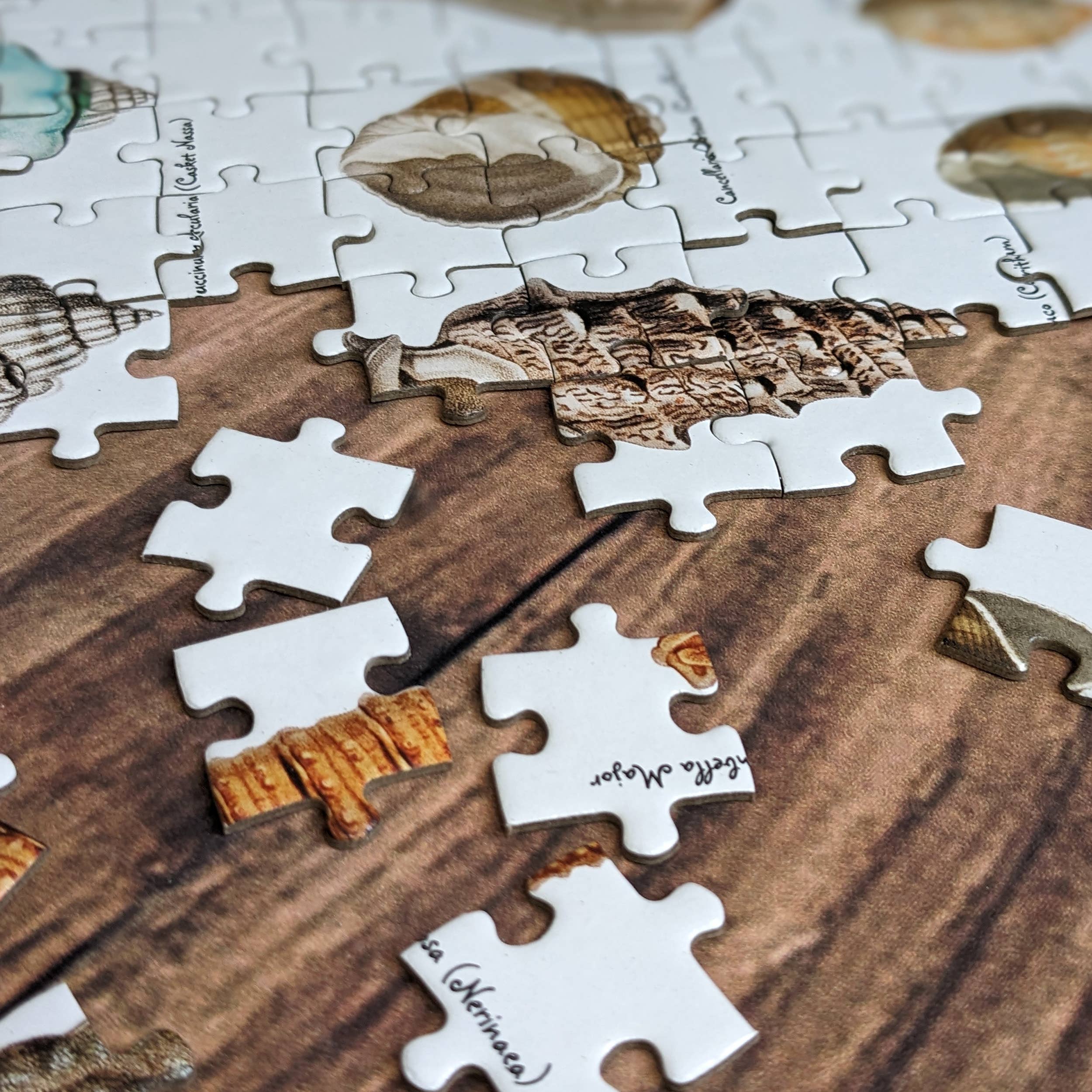 Robert Frederick Ltd – wholesale Puzzle – Child – 500 Piece Jigsaw in a Tube - Seashells2