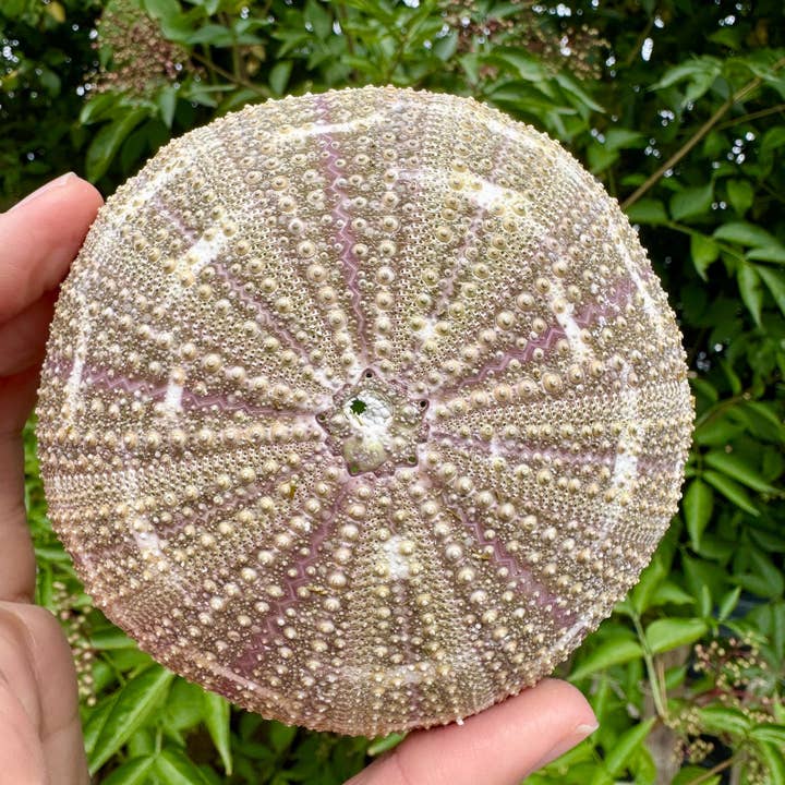 Elf Kendal Hippies - Wholesale Decorative Tabletop Object - Sea urchin shell 6cm dried clean urchin shell by elf UK2