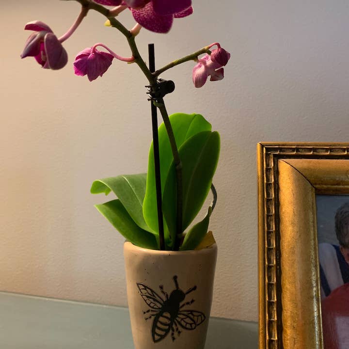 Women of the Cloud Forest - Wholesale Vase - Orchid Vase - Honeybee1