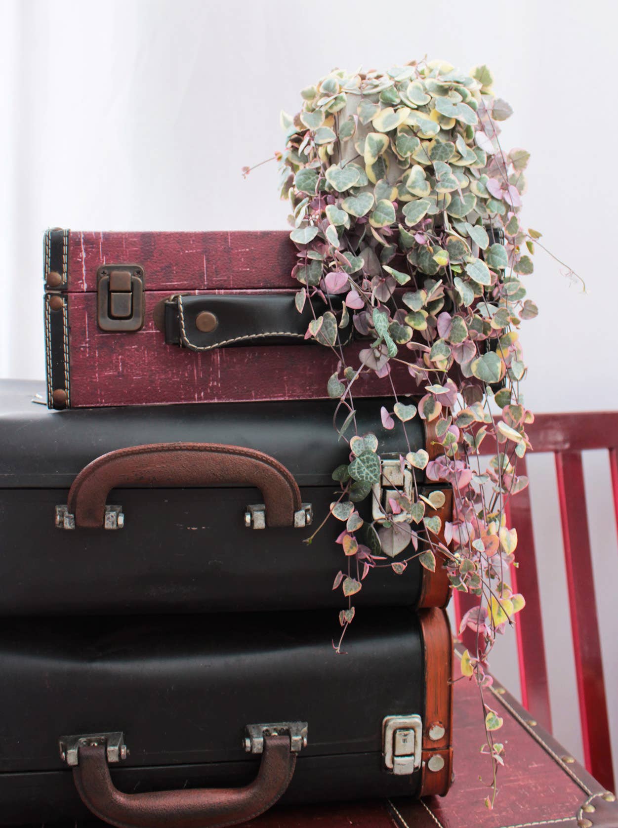 Best Plant Friend - Vente Succulentes - Chaîne de cœurs panachée - Plante succulente en pot de 4/6 pouces9