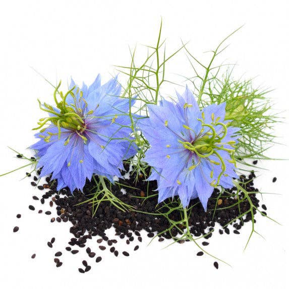 Piccolo Seeds - Wholesale Plant Seeds - Nigella Black Cumin1