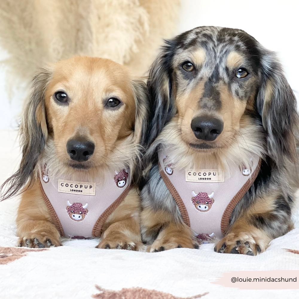 Cocopup London - Wholesale Pet Harness - Dog - Harold the Highland Cow Adjustable Neck HARNESS18