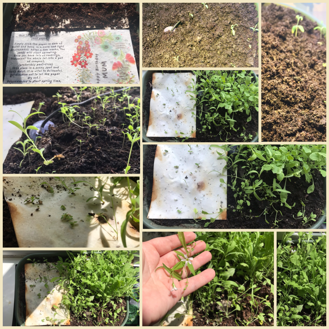 Erika's Whimsical Art – wholesale Love card – Plantable  Seed Paper Floral Heart Card15