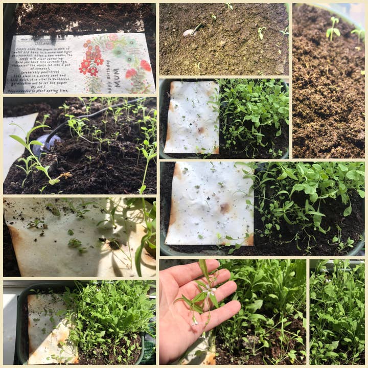 Erika's Whimsical Art – wholesale Birthday card – Plantable Seed Paper Card, Flower Illustration14