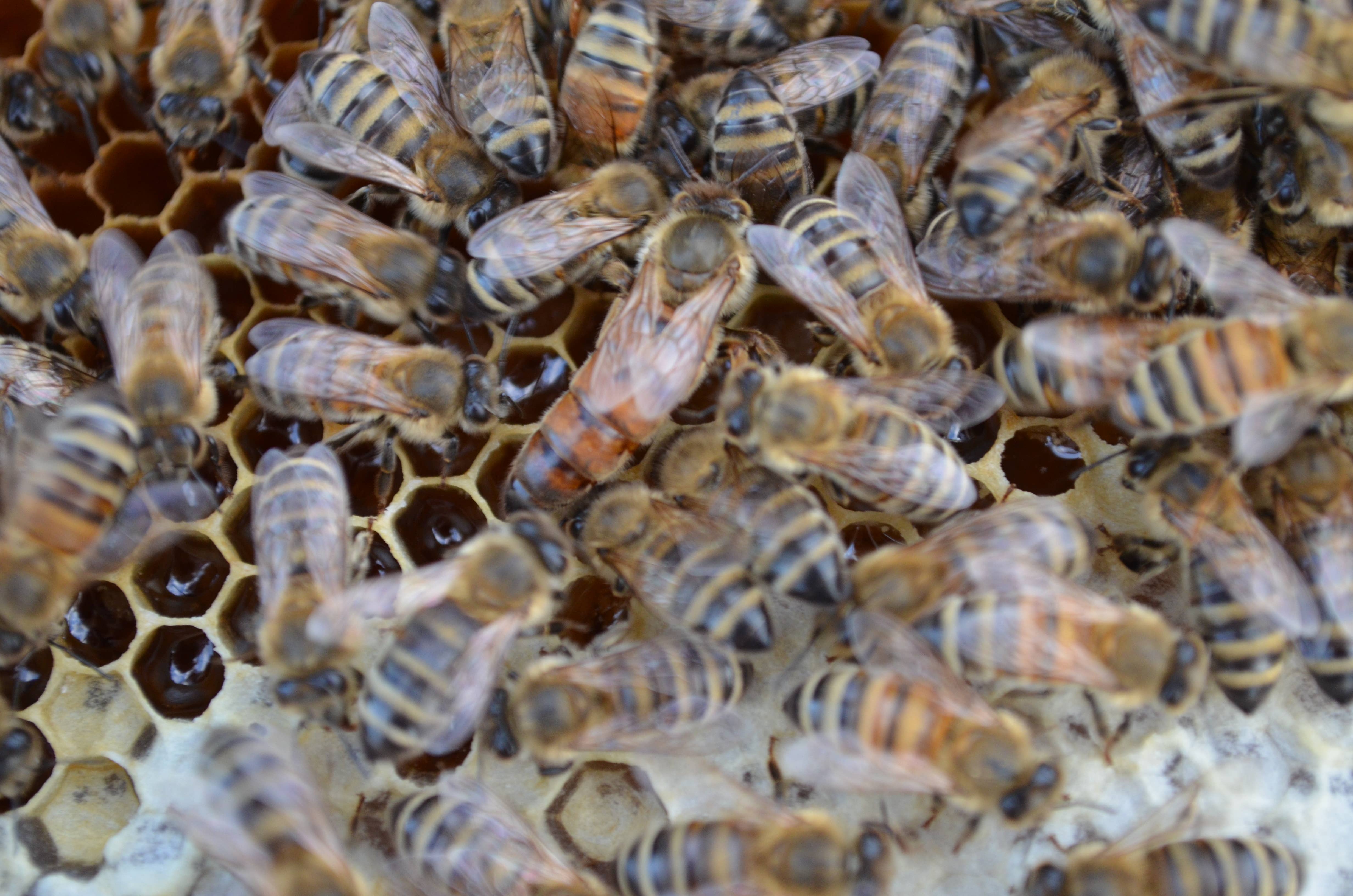 Bees-to-Bubbles Handcrafted Soaps – Großhandel Feste Seife – Schwarz-und-Orange Seife3