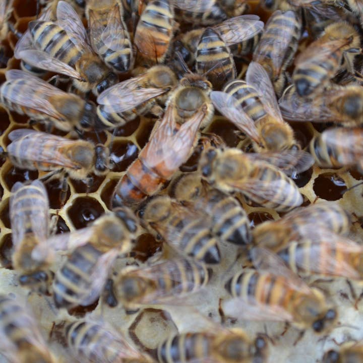 Bees-to-Bubbles Handcrafted Soaps – Großhandel Feste Seife – Schwarz-und-Orange Seife3