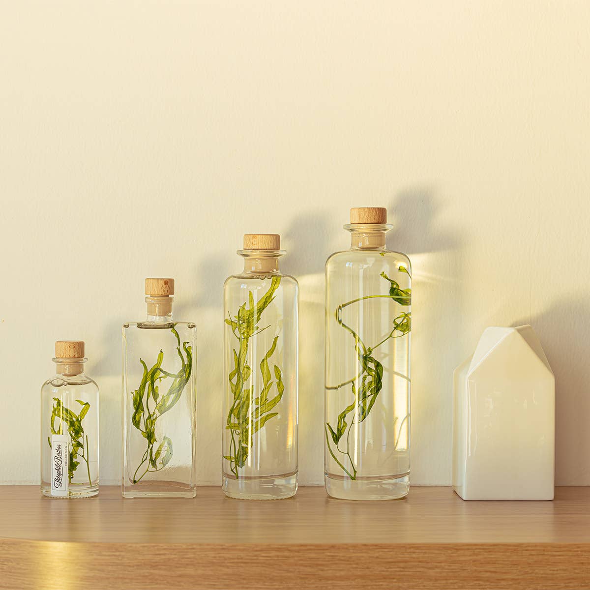 Theophile Berthon - Wholesale Live Plant - The Herbarium Aquatic algae - submerged plant7