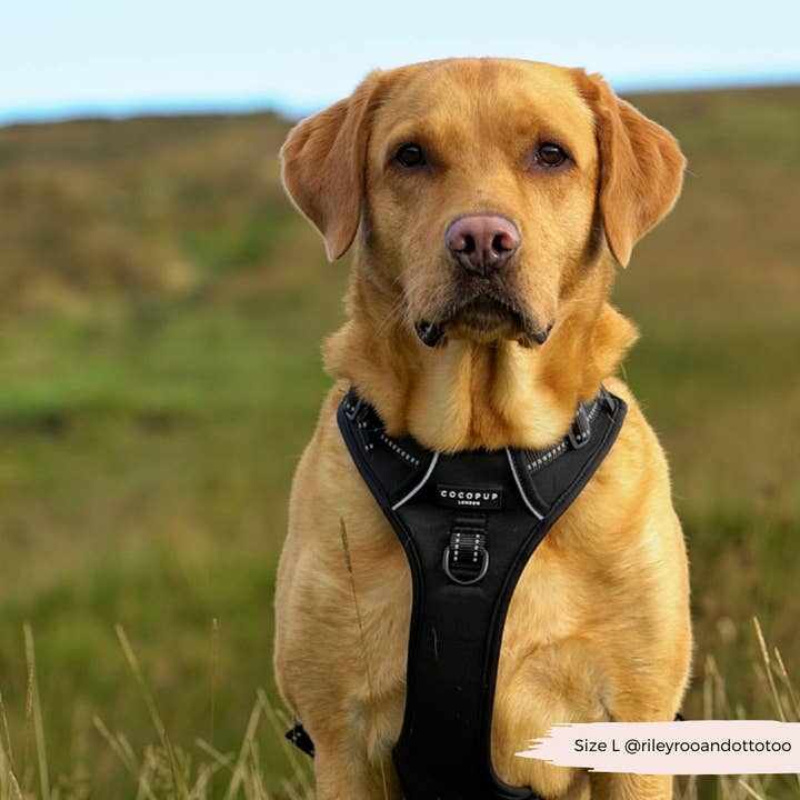 Cocopup London – wholesale Sele - Hund – Utforska Harness - NAKD Lakrits