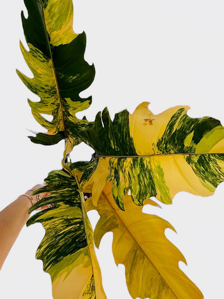 Caramel Marble Philodendron for wholesale by Plant Vault
