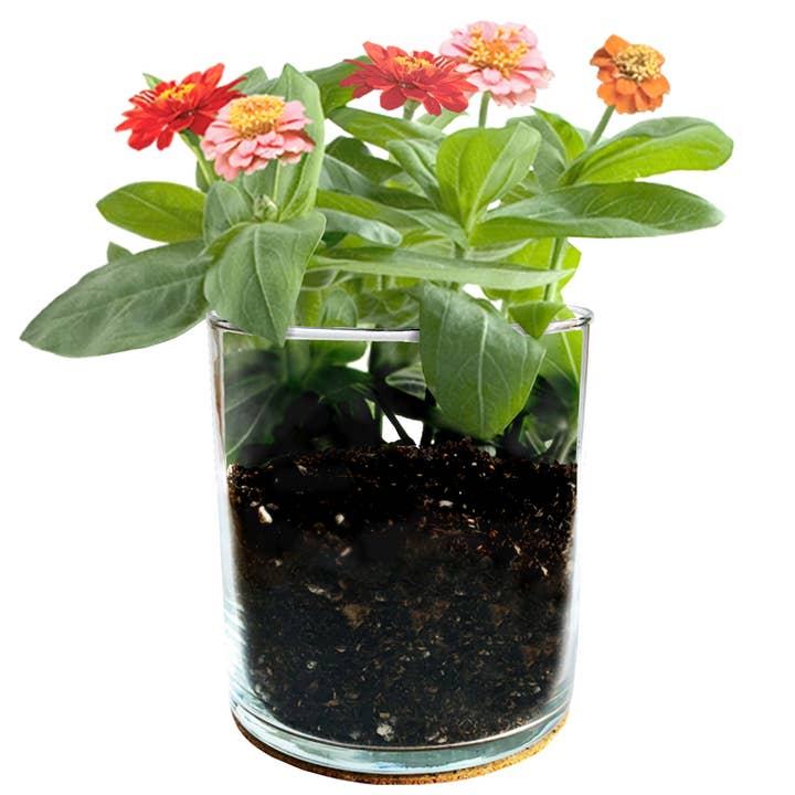 Potting Shed Creations, Ltd. - Wholesale Plant Seeds - Essential | Mom Flower Garden | Mother's Day | Best Seller1