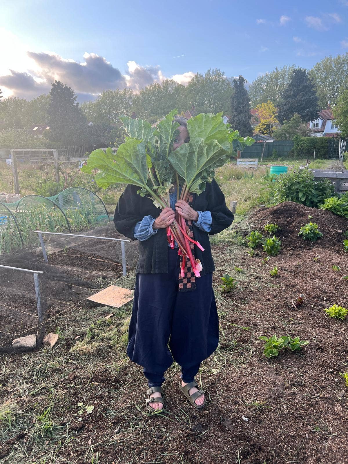 Petra Boase Ltd (US Duties Paid) - Wholesale Everyday Greeting Card - Grow Cards (Pack of 6) Rhubarb3