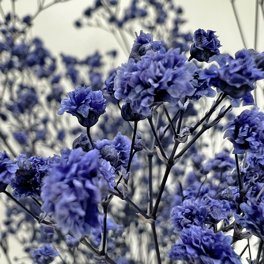 2626 Designs - Wholesale Dried/Pressed Flowers - Preserved Gypsophila, Baby's Breath,24" long0