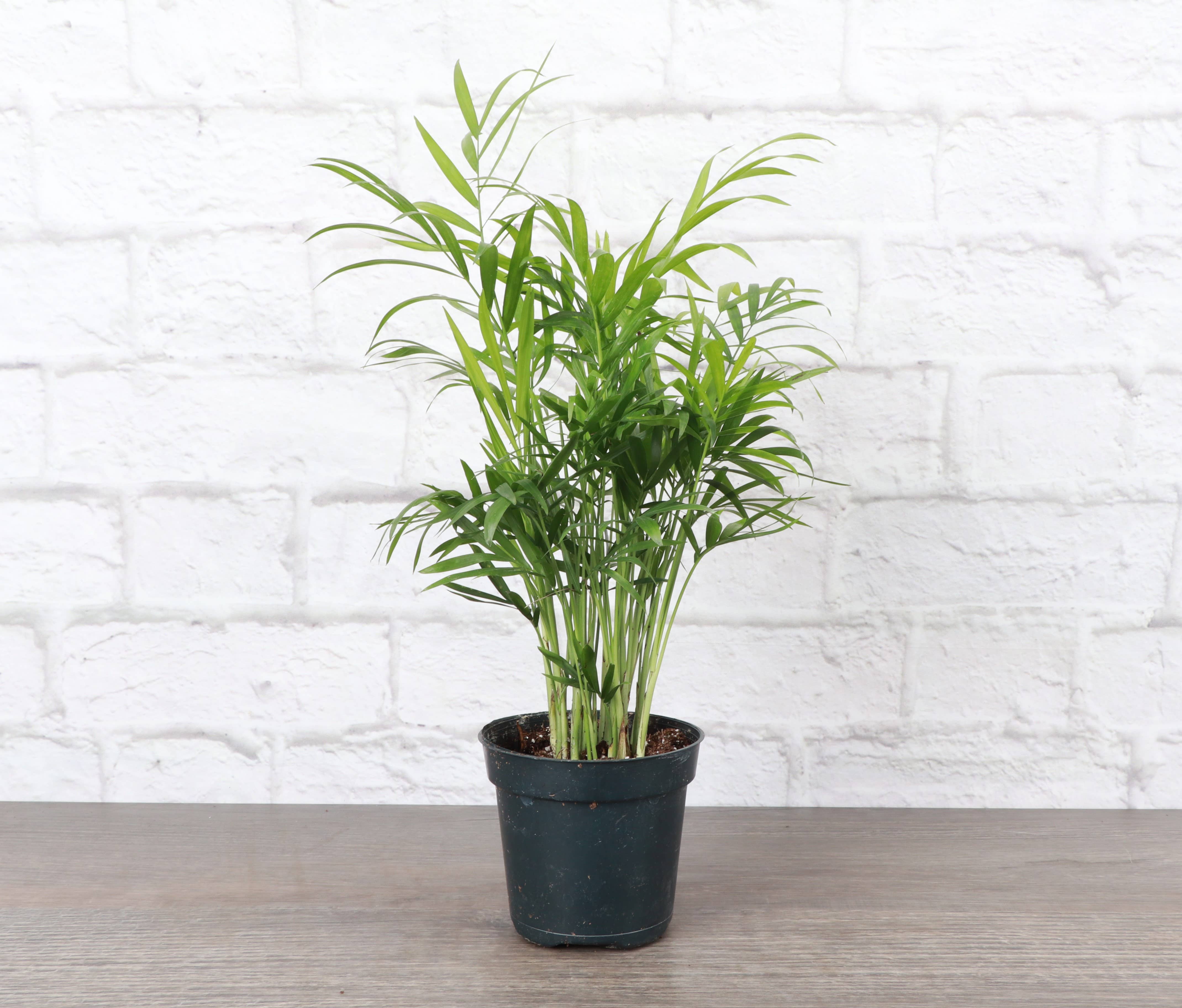 Thorsen's Greenhouse - Wholesale Live Plant - Neanthe Bella Palm, Parlor Palm - Live Plant