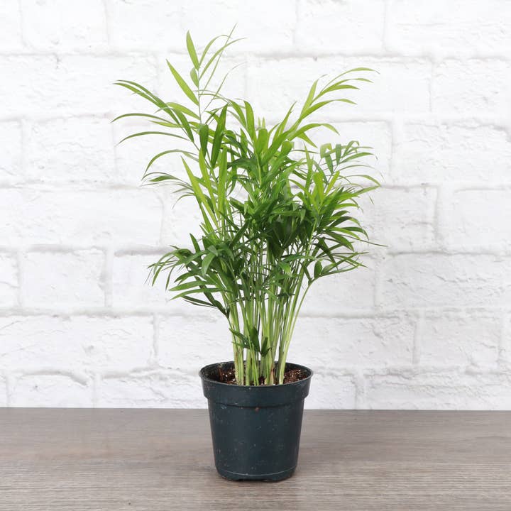 Neanthe Bella Palm, Parlor Palm - Live Plant and other Purchase Wholesale palm. Free Returns & Net 60 Terms on Faire trending on Faire.