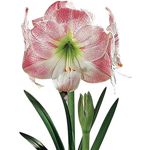 UniqueMartandHome - Wholesale Plant Seeds - Perennial bulbs and Flower Bulbs and Seeds2